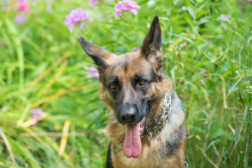 Sheep dog in summer garden