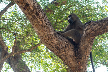 chacma baboon in a tree