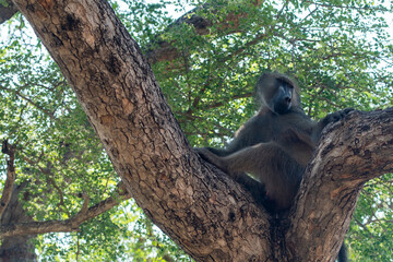 chacma baboon in a tree