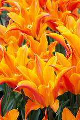 Yellow and orange tulips. Selective focus, tulips close up. Fresh first spring flowers 