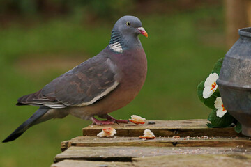 Pigeon standing on a rustic wooden garden table with food, and fauna. Close up in winter. 

