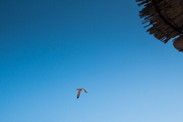 A seagull in the sky