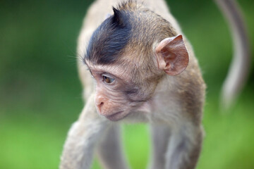 可愛いサル