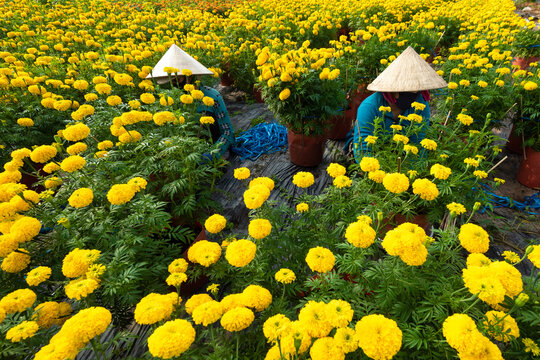 Royalty high quality free stock image. Farmers are taking care of baskets of marigolds and chrysanthemums in the spring garden