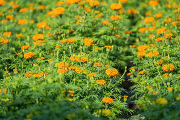 Royalty high quality free stock image. Farmers are taking care of baskets of marigolds and chrysanthemums in the spring garden