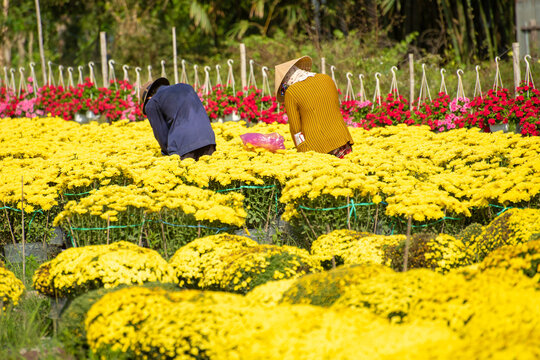 Royalty high quality free stock image. Farmers are taking care of baskets of marigolds and chrysanthemums in the spring garden