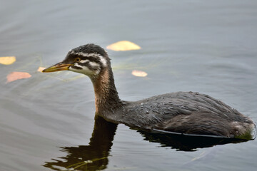 A red-necked grebe chick (Podiceps grisegena) swims in Reflections Lake, Alaska.