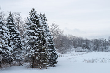 Christmas Trees in the Winter in the Living HistoryFarm in Des Moines Iowa Midwest 