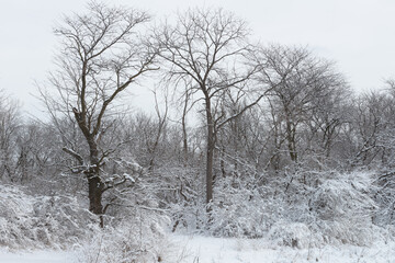 Winter Trees in Greenbelt Clive Aquatic Park Des Moines Iowa Midwest