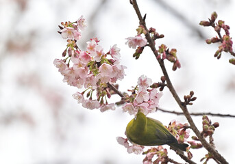 四国香川県丸亀市の寒桜（かんざくら）とメジロ