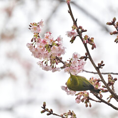 四国香川県丸亀市の寒桜（かんざくら）とメジロ