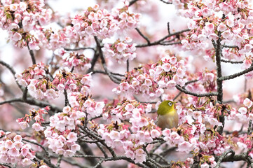 四国香川県丸亀市の寒桜（かんざくら）とメジロ