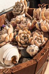 花壇に咲くエケベリア・エレガンスと朝日