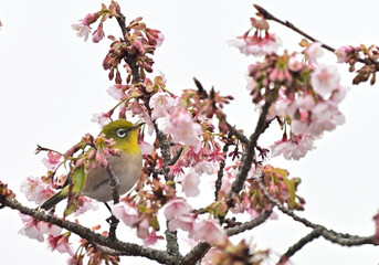 四国香川県丸亀市の寒桜（かんざくら）とメジロ