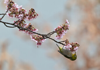 四国香川県丸亀市の寒桜（かんざくら）とメジロ