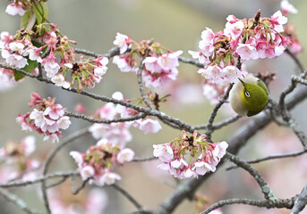 四国香川県丸亀市の寒桜（かんざくら）とメジロ