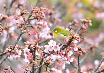 四国香川県丸亀市の寒桜（かんざくら）とメジロ
