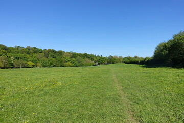 Scenic View of a Green Field Surrounded by Leaf Trees and a Blue Sky Above