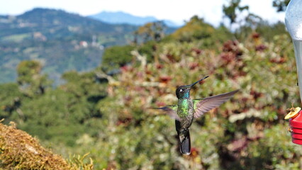 Talamanca hummingbird (Eugenes spectabilis) in flight at Paraiso Quetzal outside of San Jose, Costa...