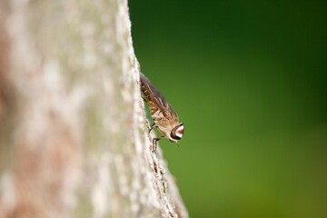 a big fly perched on a big tree