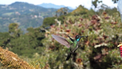 Talamanca hummingbird (Eugenes spectabilis) in flight at Paraiso Quetzal outside of San Jose, Costa...