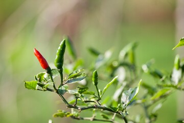 a chili tree in the field area