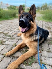 German Shepherd Dog