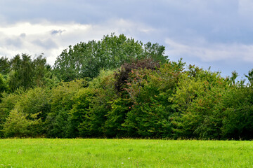 Fototapeta na wymiar Landscape with trees, West Midlands, England, UK
