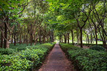 footpath in the park