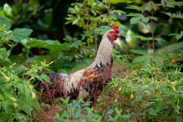 a rooster is looking for food in the plantation area