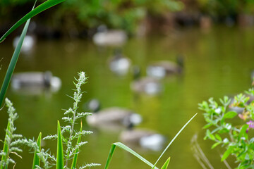 Blades of grass against waterfowl on the pond background (variable focus), England, Uk 