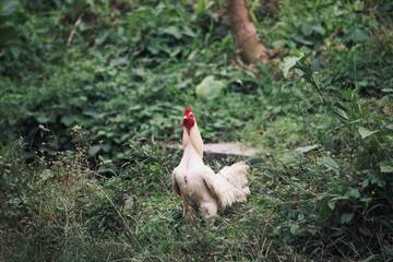 a white rooster is looking for food in the plantation area