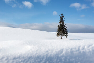 Alone Famous Pine Tree "A Tree of Christmas Tree", One of Landmark of Biei Patchwork Road, Biei, Hokkaido, Japan