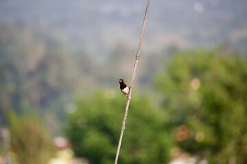 a sparrow perched on a wire holding a power pole in a rice field area