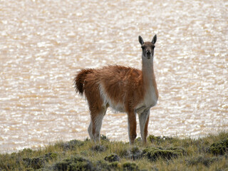 Guanaco (Lama guanicoe) at Perito Moreno national park, Argentina