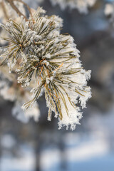 Winter background: Sona branch with needles covered with fluffy snow close-up