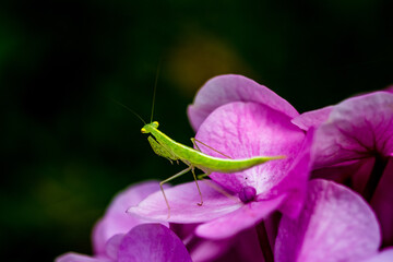A green mantis standing on top of flower