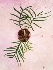 Palm-like leaves of Philodendron Tortum, a popular exotic houseplant © Khairil