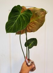 Beautiful leaves of Philodendron Rubrijuvenile El Choco Red, a popular exotic houseplant