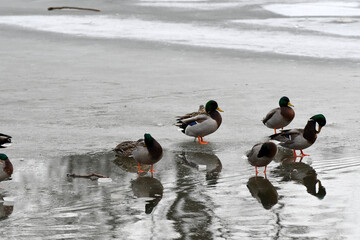 ducks near water