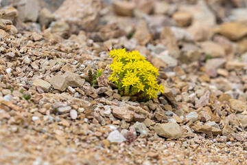 Small yellow flowers against a rocky surface
