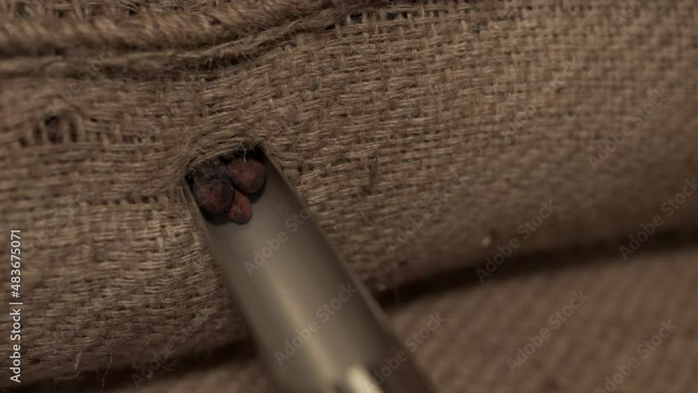Poster close up shot extracting raw cocoa beans from a sack. puncturing the bag with a traditional tool. ex