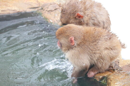 子ザル の画像 1 111 件の Stock 写真 ベクターおよびビデオ Adobe Stock 子ザル の画像 1 111 件の Stock 写真 ベクターおよびビデオ Adobe Stock