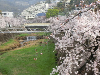 日本の春の代表的な風景　満開の桜が咲く芦屋川(兵庫県芦屋市)