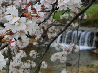 日本の春の代表的な風景　満開の桜が咲く芦屋川(兵庫県芦屋市)