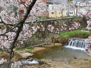 Fototapeta na wymiar 日本の春の代表的な風景　満開の桜が咲く芦屋川(兵庫県芦屋市)