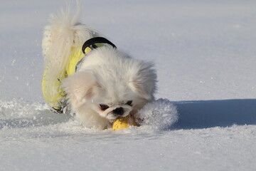 雪の中で遊ぶ白いペキニーズ