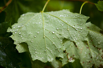 Water droplets sitting on the surface of a leaf.