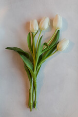 Tulips laying on light background