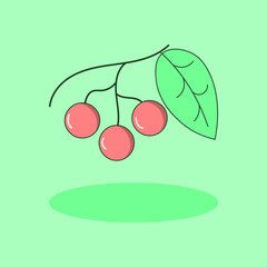vector illustration of a bundle cherry fruit
